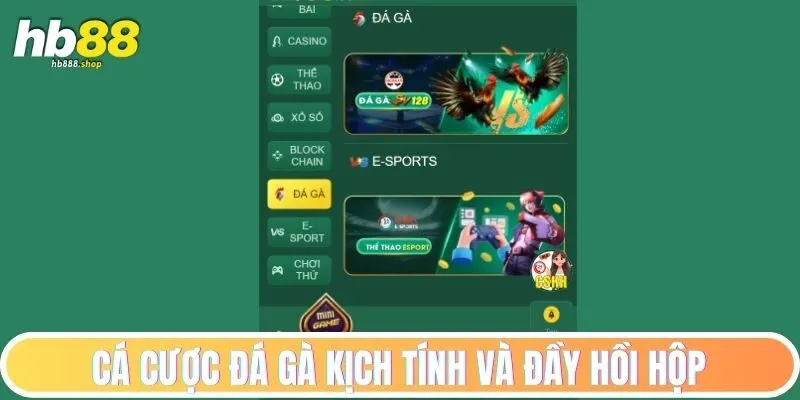 Cá cược đá gà kịch tính và đầy hồi hộp