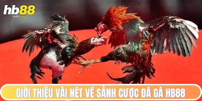Giới thiệu vài nét về sảnh cược đá gà HB88