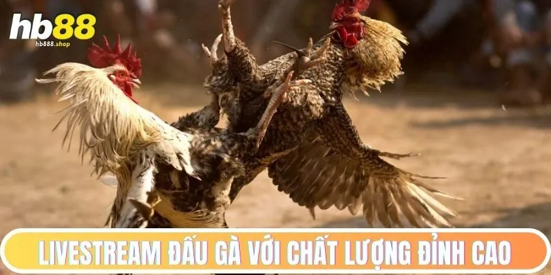 Livestream đấu gà với chất lượng đỉnh cao